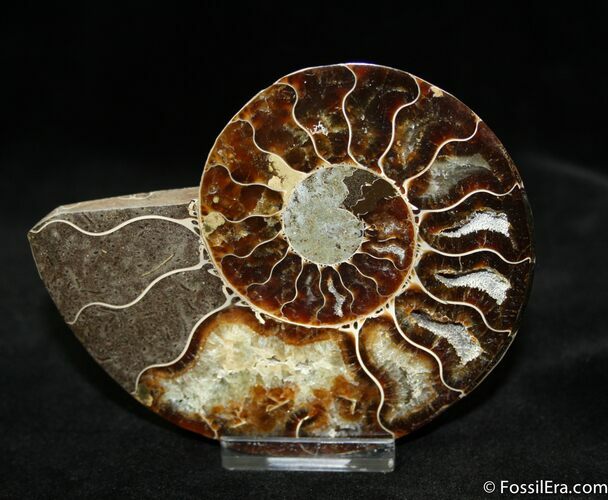 Pinterest Contest Prize: Inch Polished Ammonite #1062